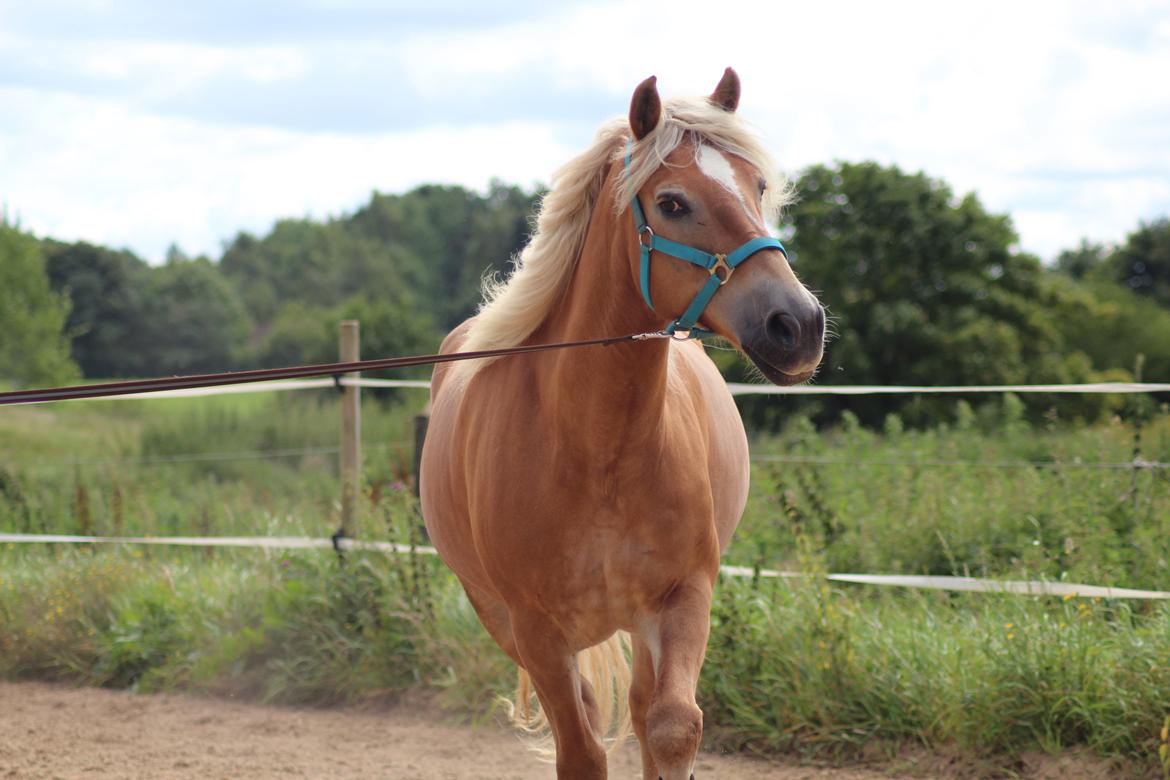 Tyroler Haflinger Astilbe billede 18