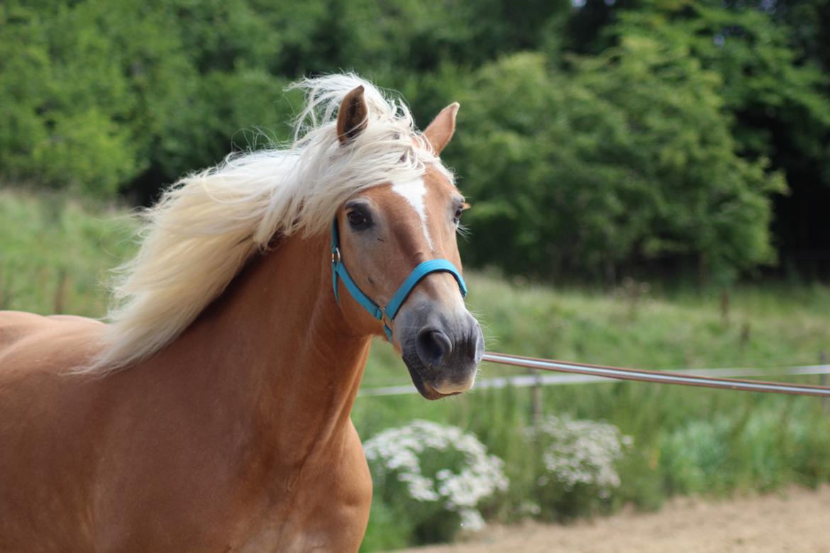 Tyroler Haflinger Astilbe billede 19