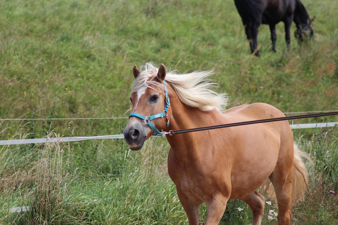 Tyroler Haflinger Astilbe billede 20