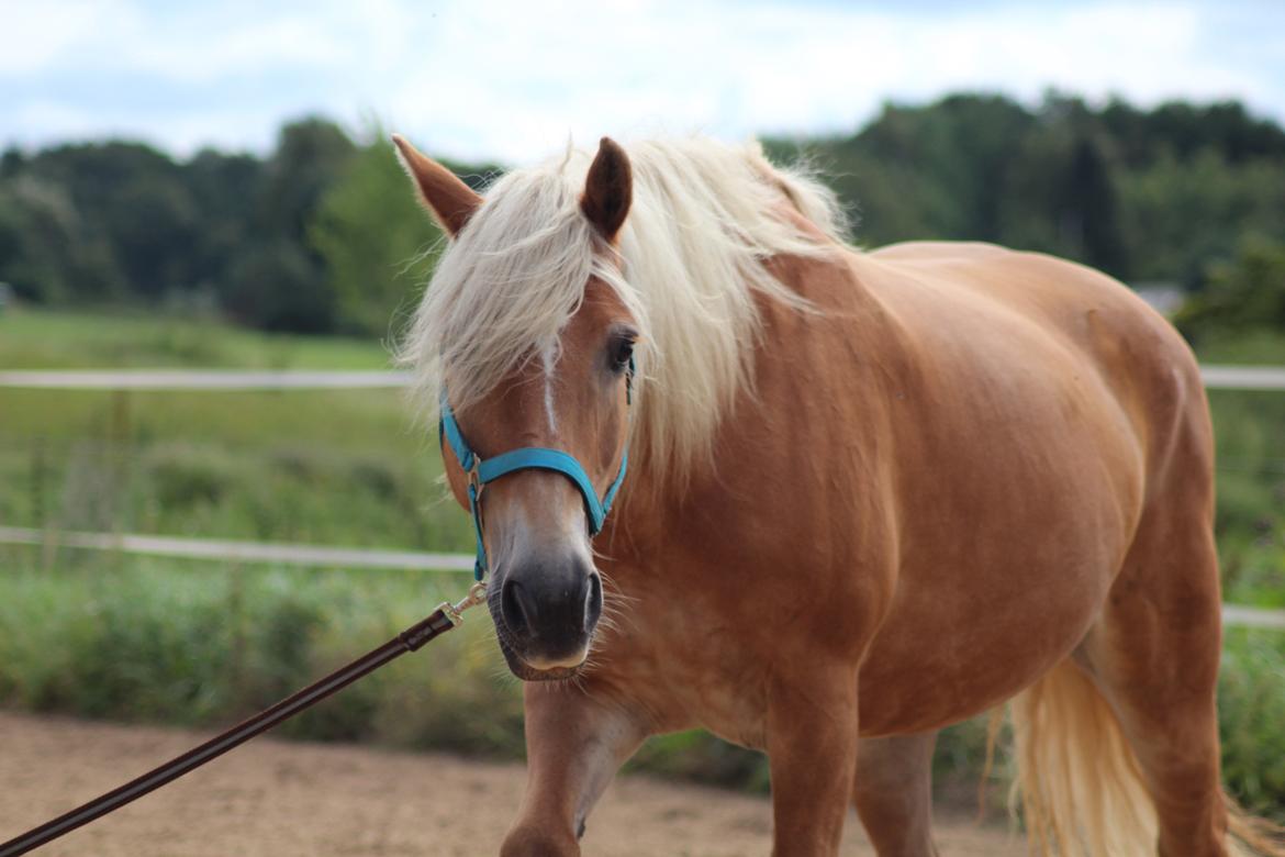 Tyroler Haflinger Astilbe billede 17