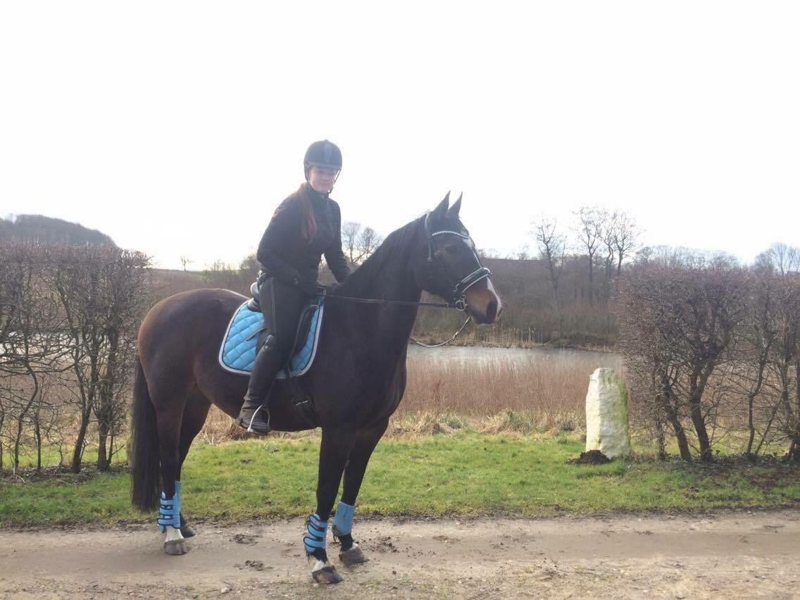 Anden særlig race Newclear p. (Himmelhest) billede 3