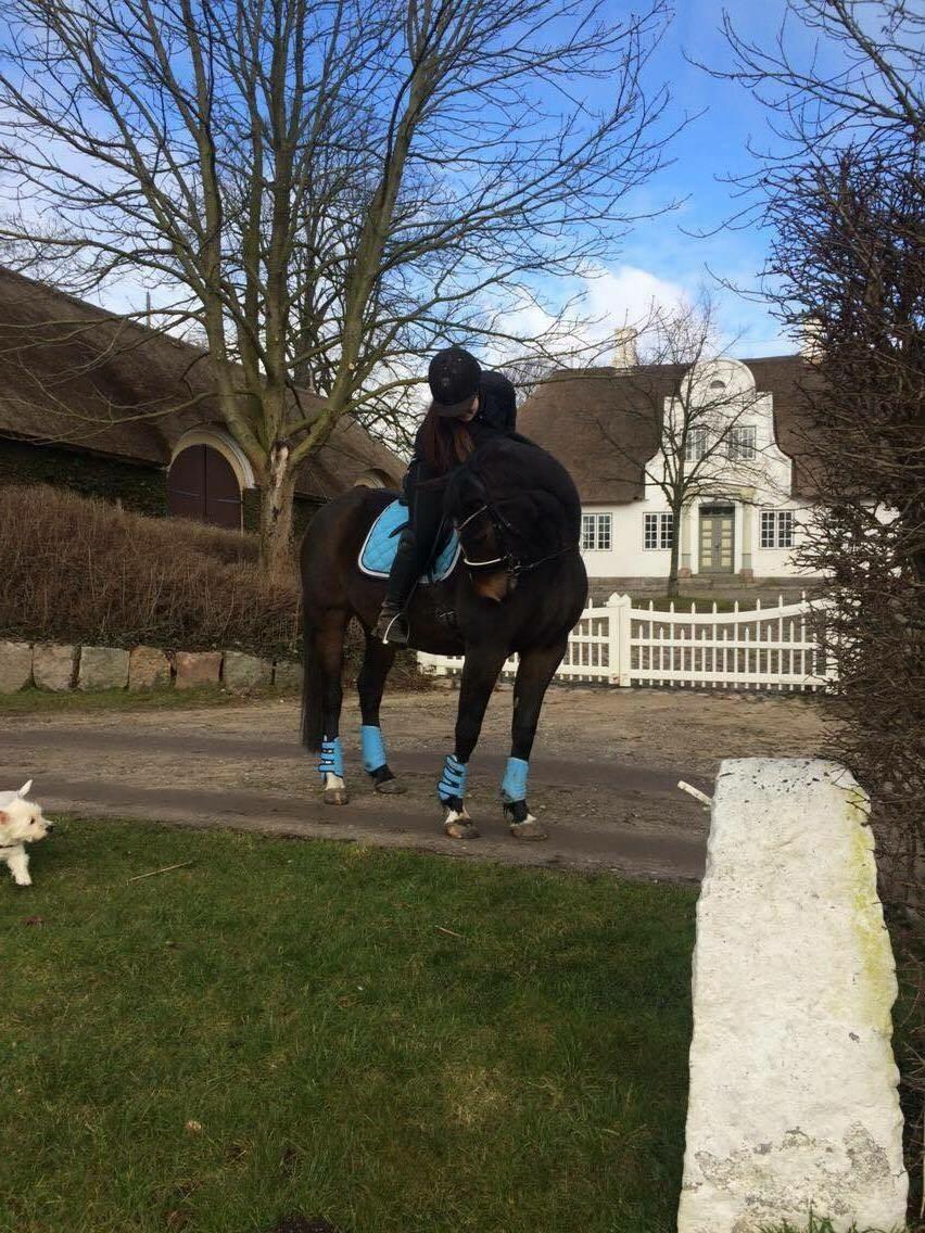 Anden særlig race Newclear p. (Himmelhest) billede 4