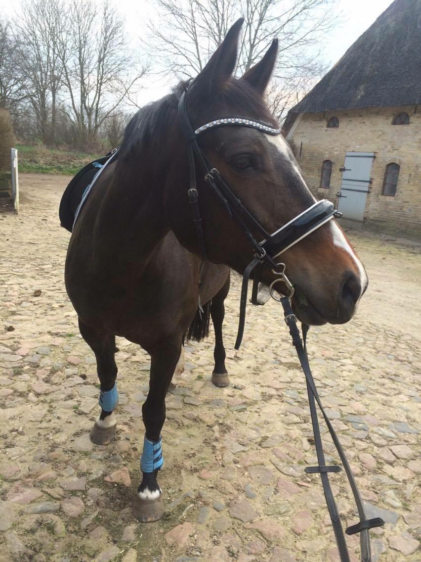 Anden særlig race Newclear p. (Himmelhest) billede 17