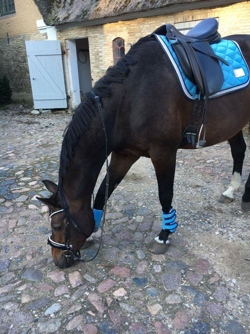 Anden særlig race Newclear p. (Himmelhest) billede 9