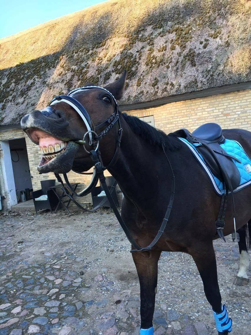 Anden særlig race Newclear p. (Himmelhest) billede 11