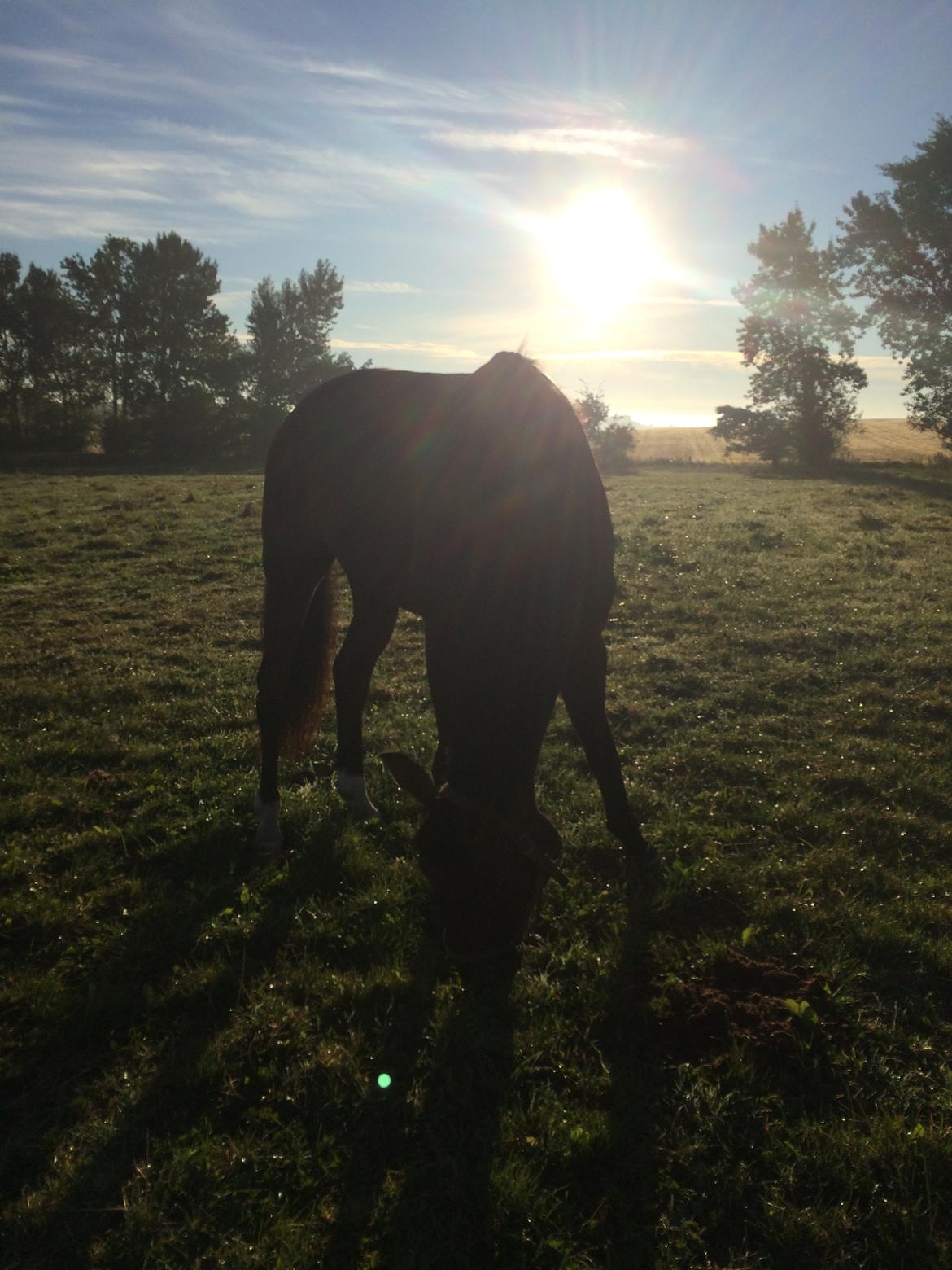 Dansk Varmblod Don Diego - En smuk tidlig morgen billede 15