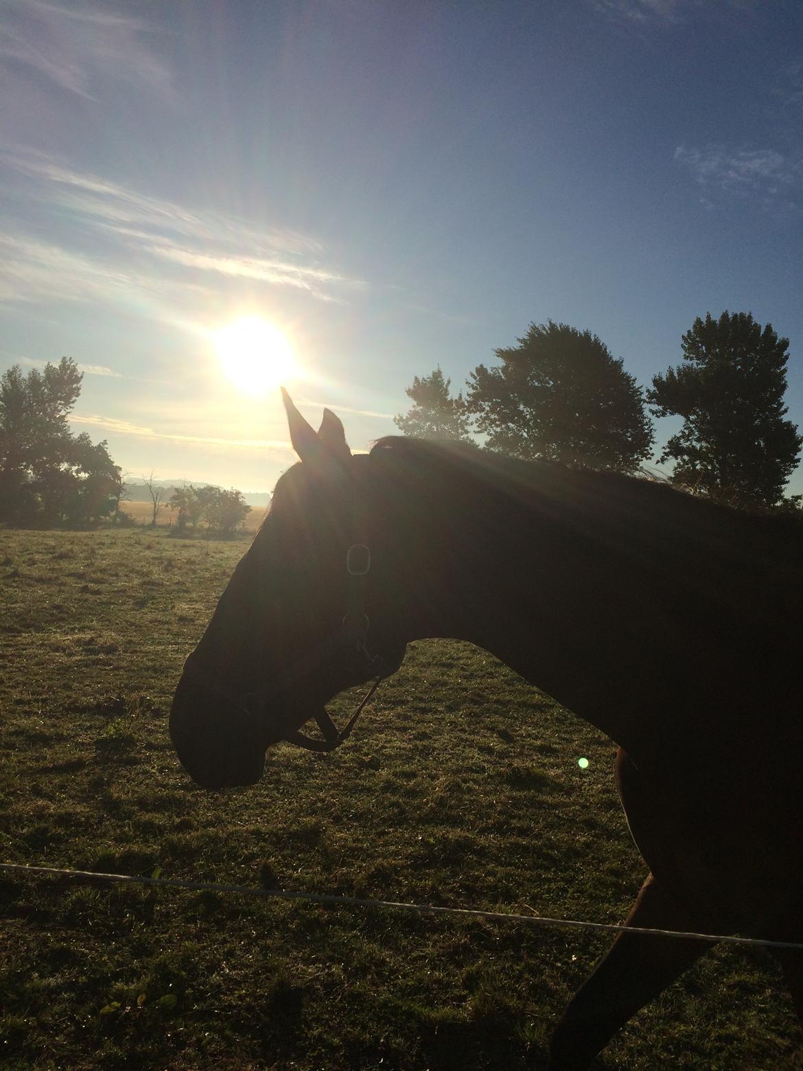 Dansk Varmblod Don Diego billede 17