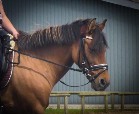 Anden særlig race Isabella<3 billede 4