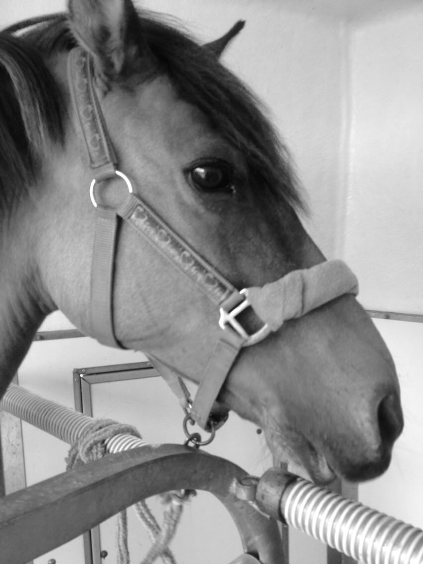 Anden særlig race Isabella<3 billede 7