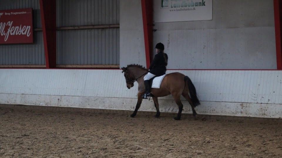 Anden særlig race Isabella<3 billede 12