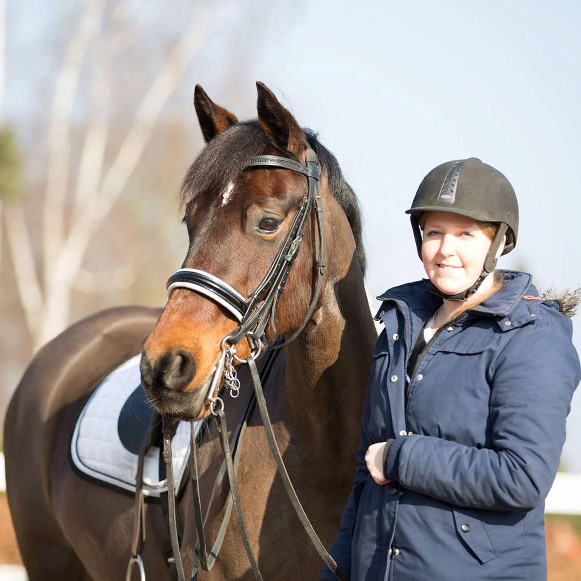 Welsh Cob (sec D) Avonvalley Lara-Croft billede 19