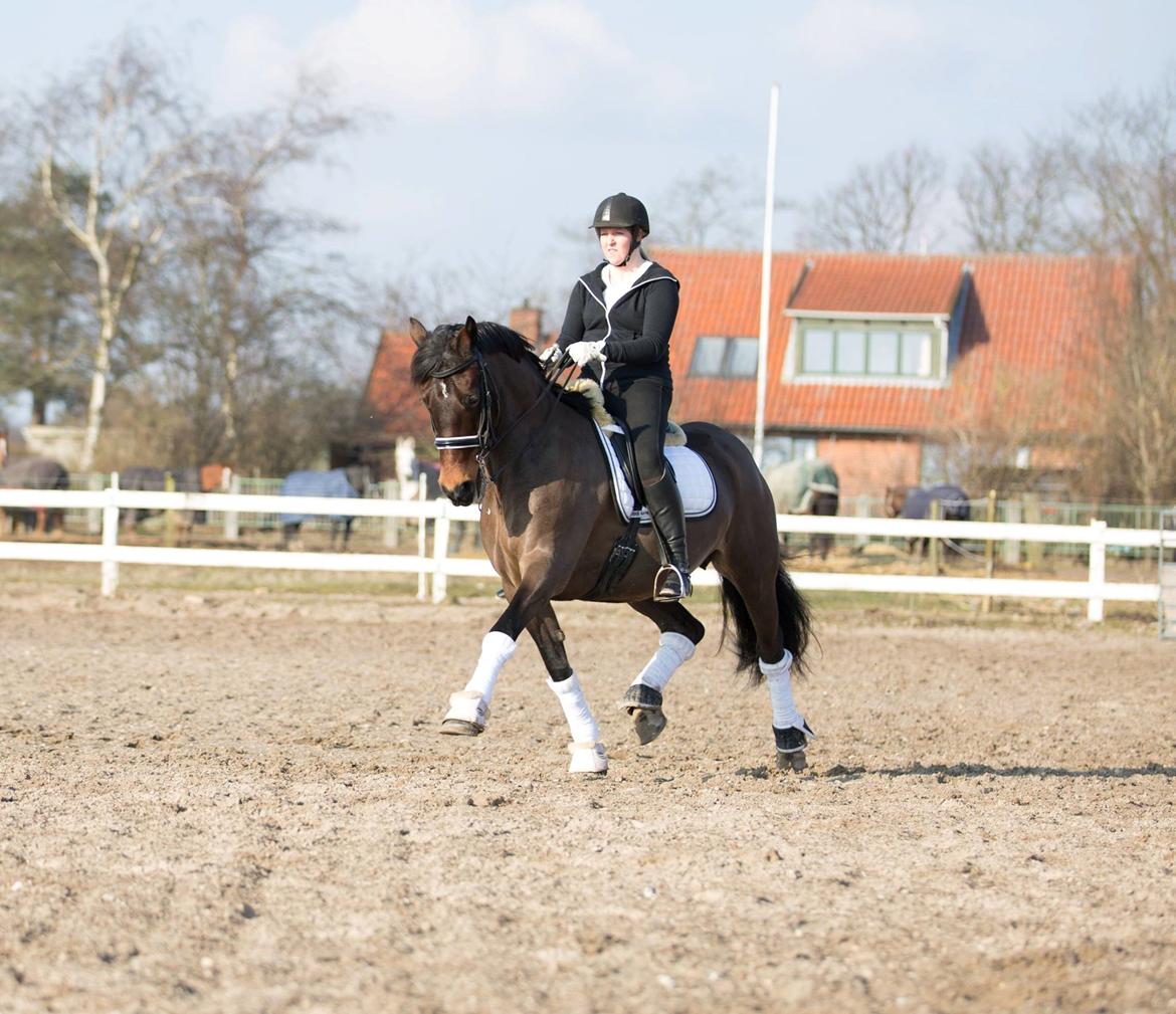 Welsh Cob (sec D) Avonvalley Lara-Croft billede 3