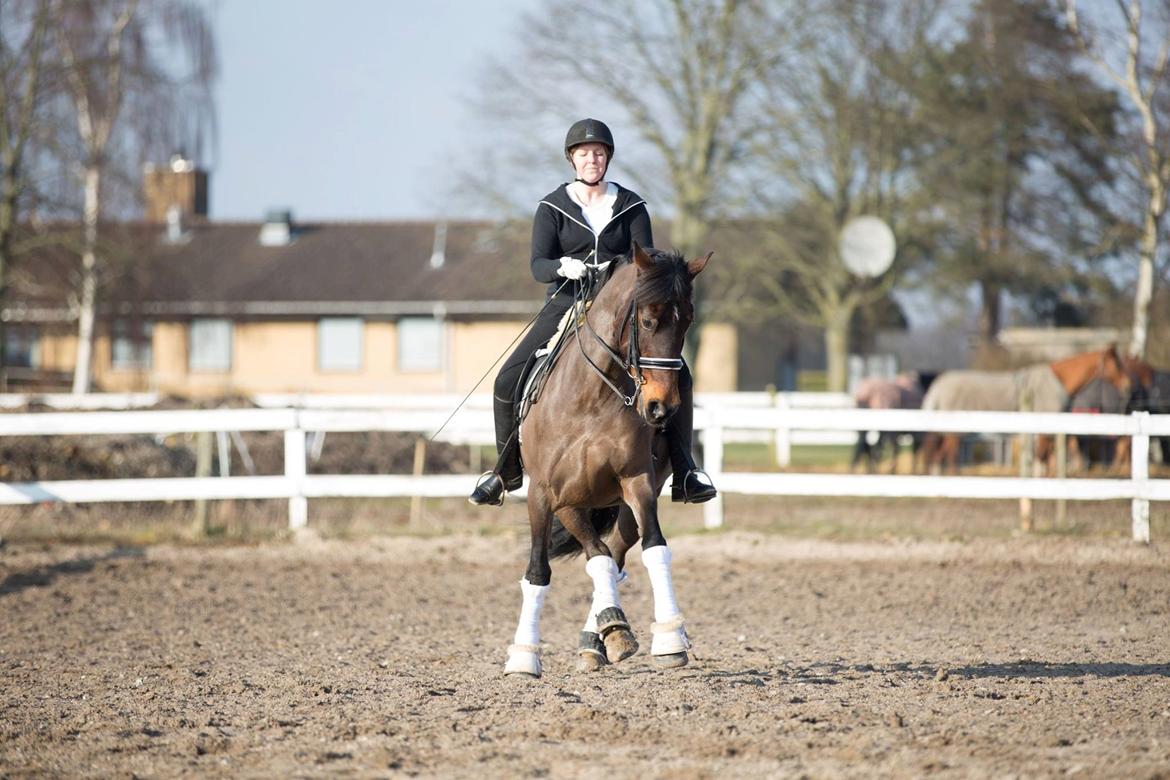 Welsh Cob (sec D) Avonvalley Lara-Croft billede 1