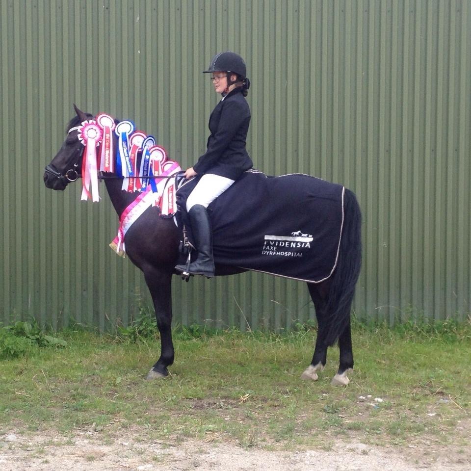 New Forest Kronborggaards Gigolo billede 16