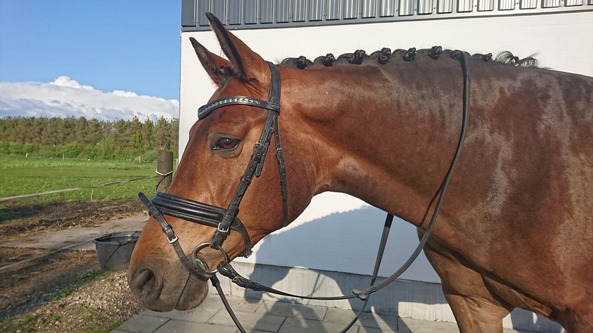 Tysk Varmblod Celina Von Harknarg ( Cille ) billede 2