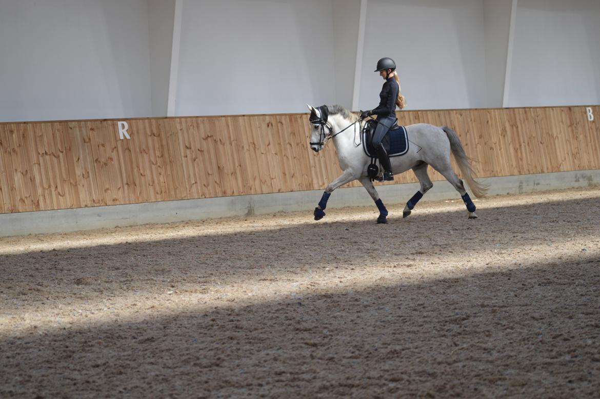 DSP Jean Le'Penn A PONY  - Helgstrand 2016 billede 20