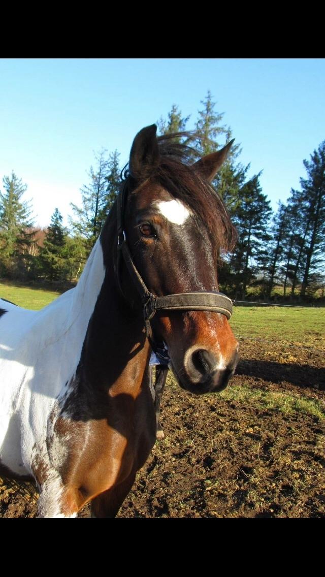 Anden særlig race Lotte RIP Min smukke pige billede 11