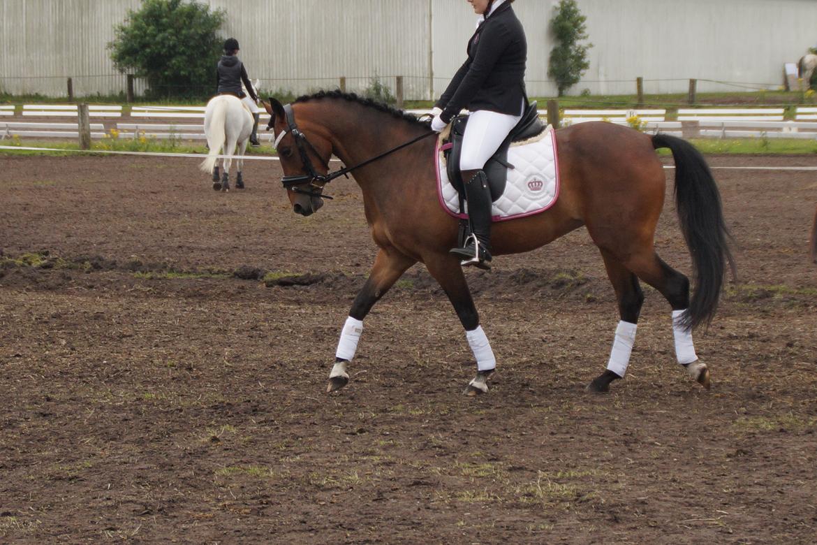 DSP Nagengaards lady madonna - opvarmning <3 billede 1