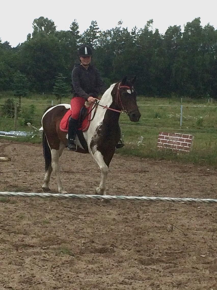 Anden særlig race Lotte RIP Min smukke pige billede 3