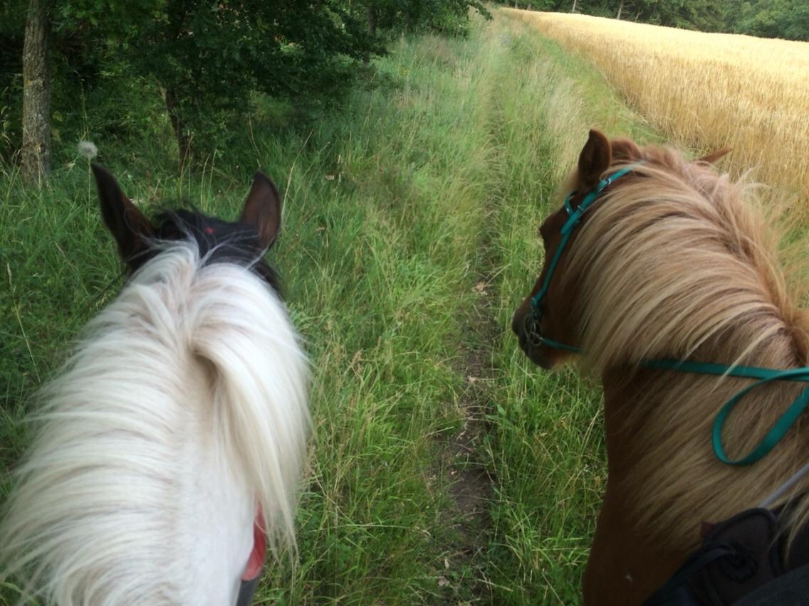 Anden særlig race Lotte RIP Min smukke pige billede 4