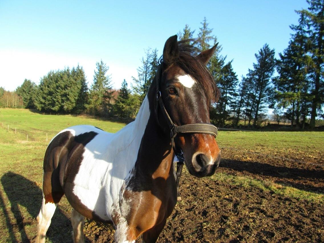 Anden særlig race Lotte RIP Min smukke pige billede 7