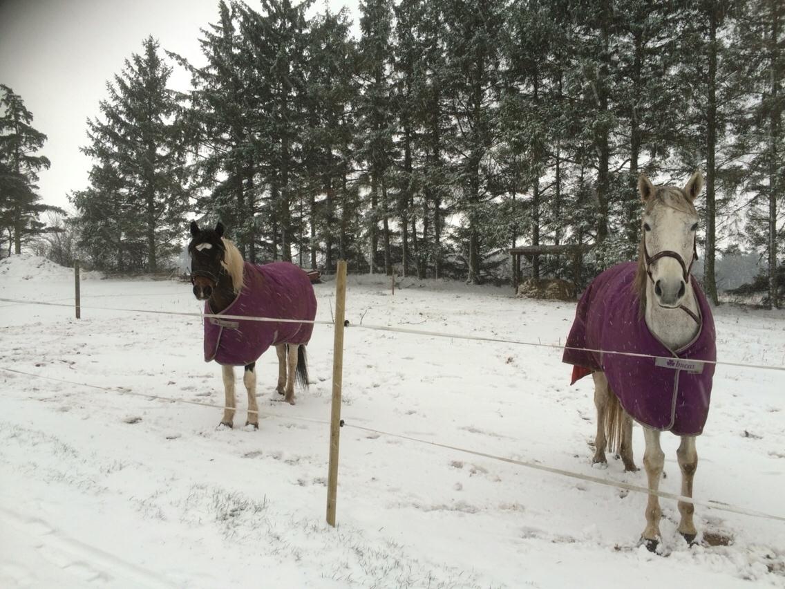 Anden særlig race Lotte RIP Min smukke pige billede 6