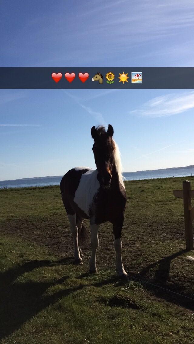 Anden særlig race Lotte RIP Min smukke pige billede 12