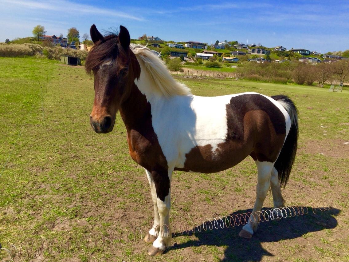 Anden særlig race Lotte RIP Min smukke pige billede 13