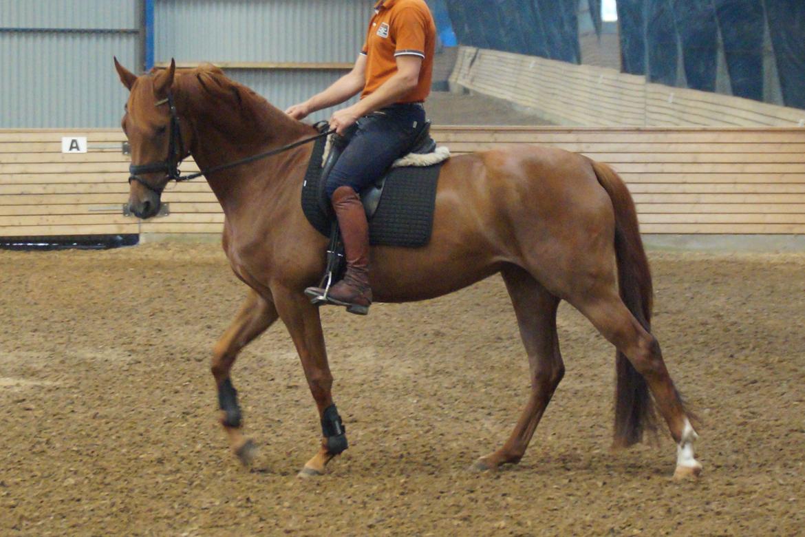 Dansk Varmblod Daner fair-way billede 1