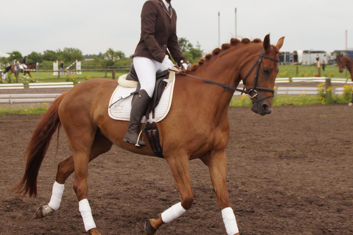 Dansk Varmblod Daner fair-way billede 3