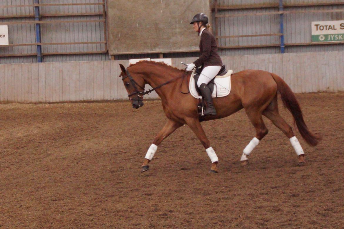 Dansk Varmblod Daner fair-way billede 4