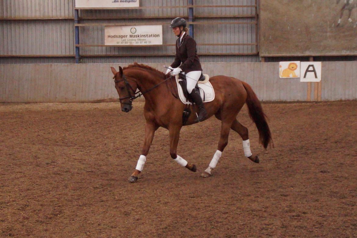 Dansk Varmblod Daner fair-way billede 5