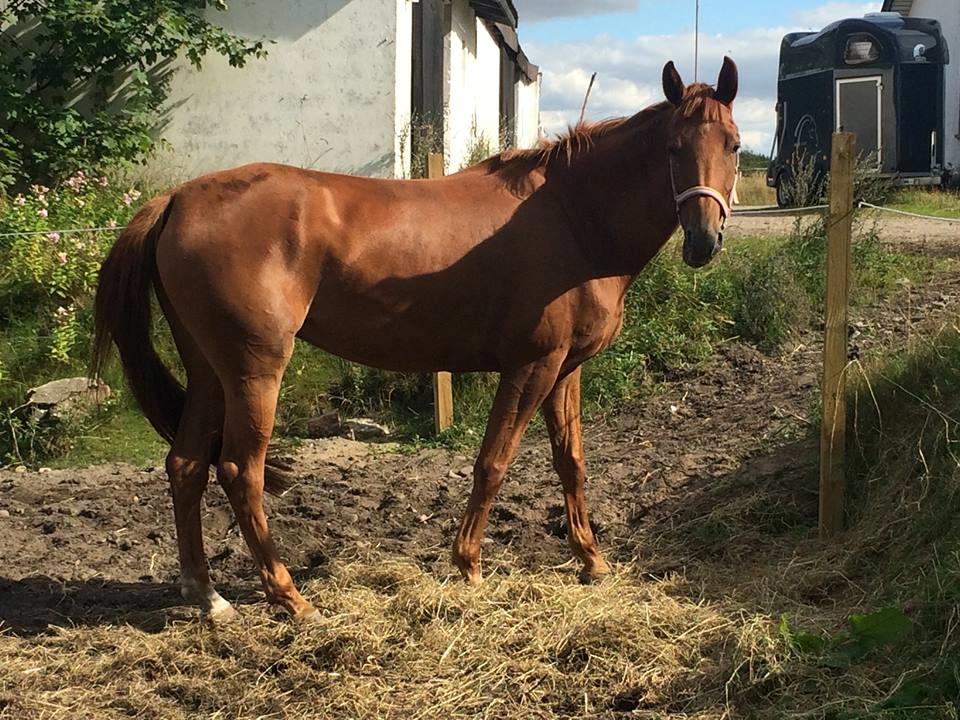 Dansk Varmblod Daner fair-way billede 2