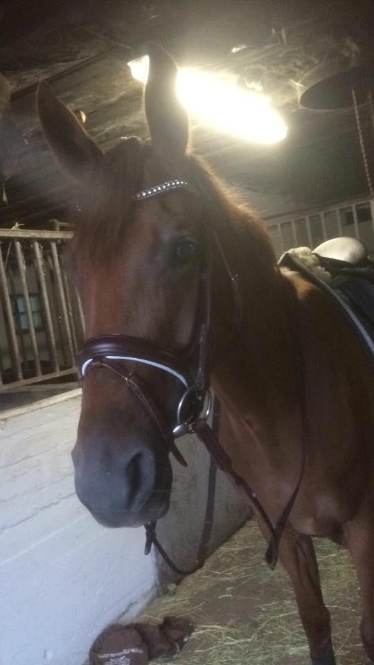 Dansk Varmblod Daner fair-way billede 6