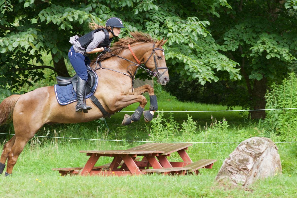 Dansk Varmblod Lunds Intermezzo billede 1