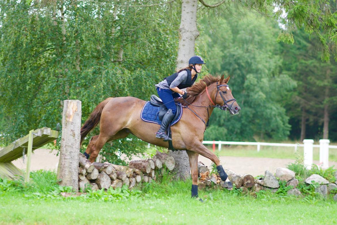 Dansk Varmblod Lunds Intermezzo billede 13