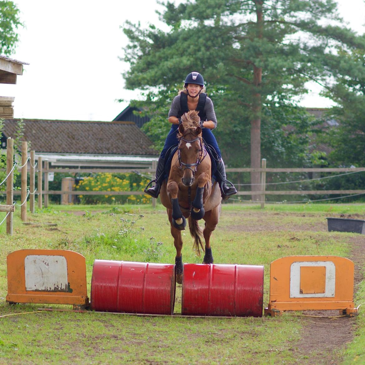 Dansk Varmblod Lunds Intermezzo billede 16