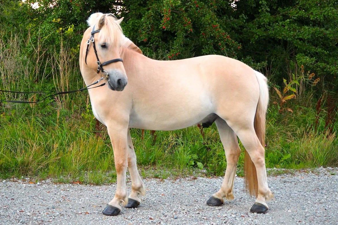 Fjordhest Mosegårdens ikaros billede 11