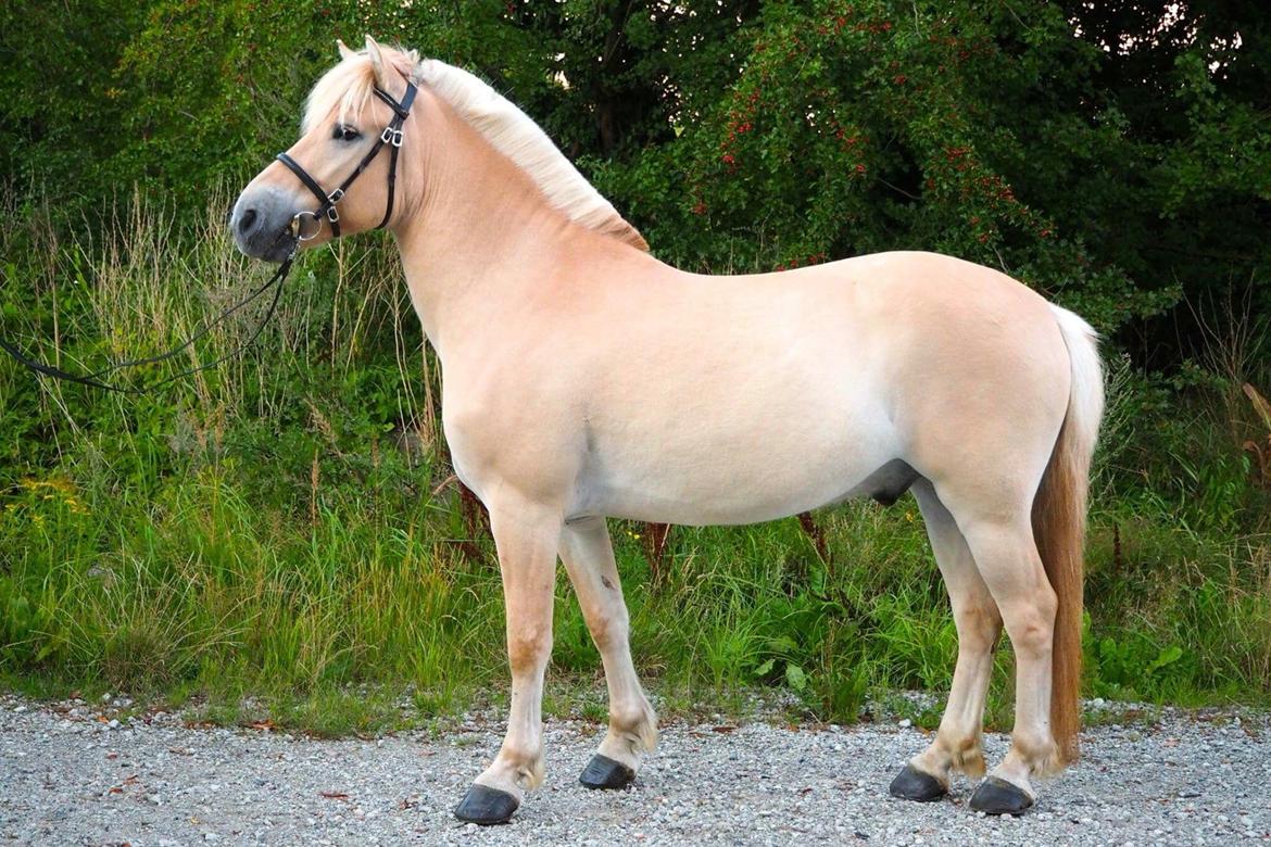 Fjordhest Mosegårdens ikaros billede 13