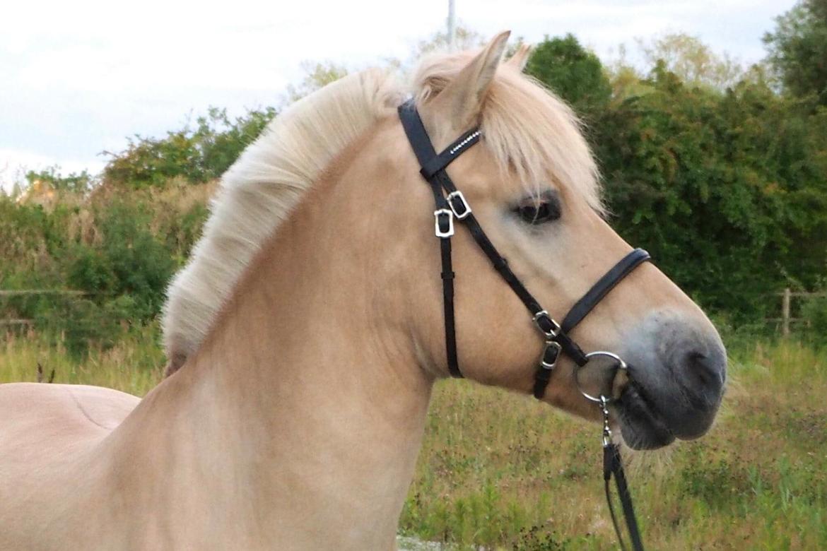 Fjordhest Mosegårdens ikaros billede 16