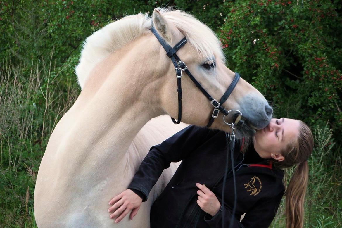 Fjordhest Mosegårdens ikaros billede 14