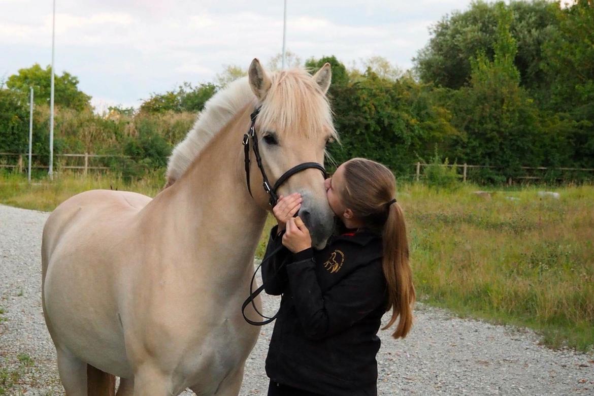 Fjordhest Mosegårdens ikaros billede 19