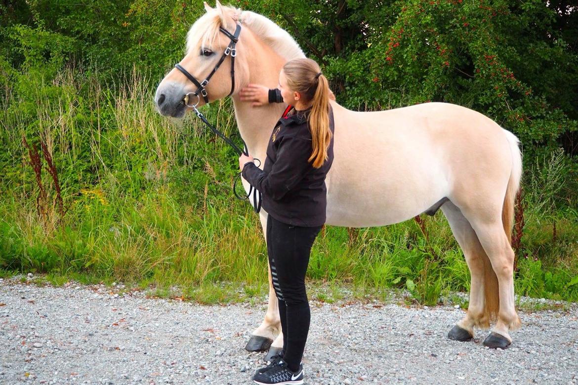 Fjordhest Mosegårdens ikaros billede 18