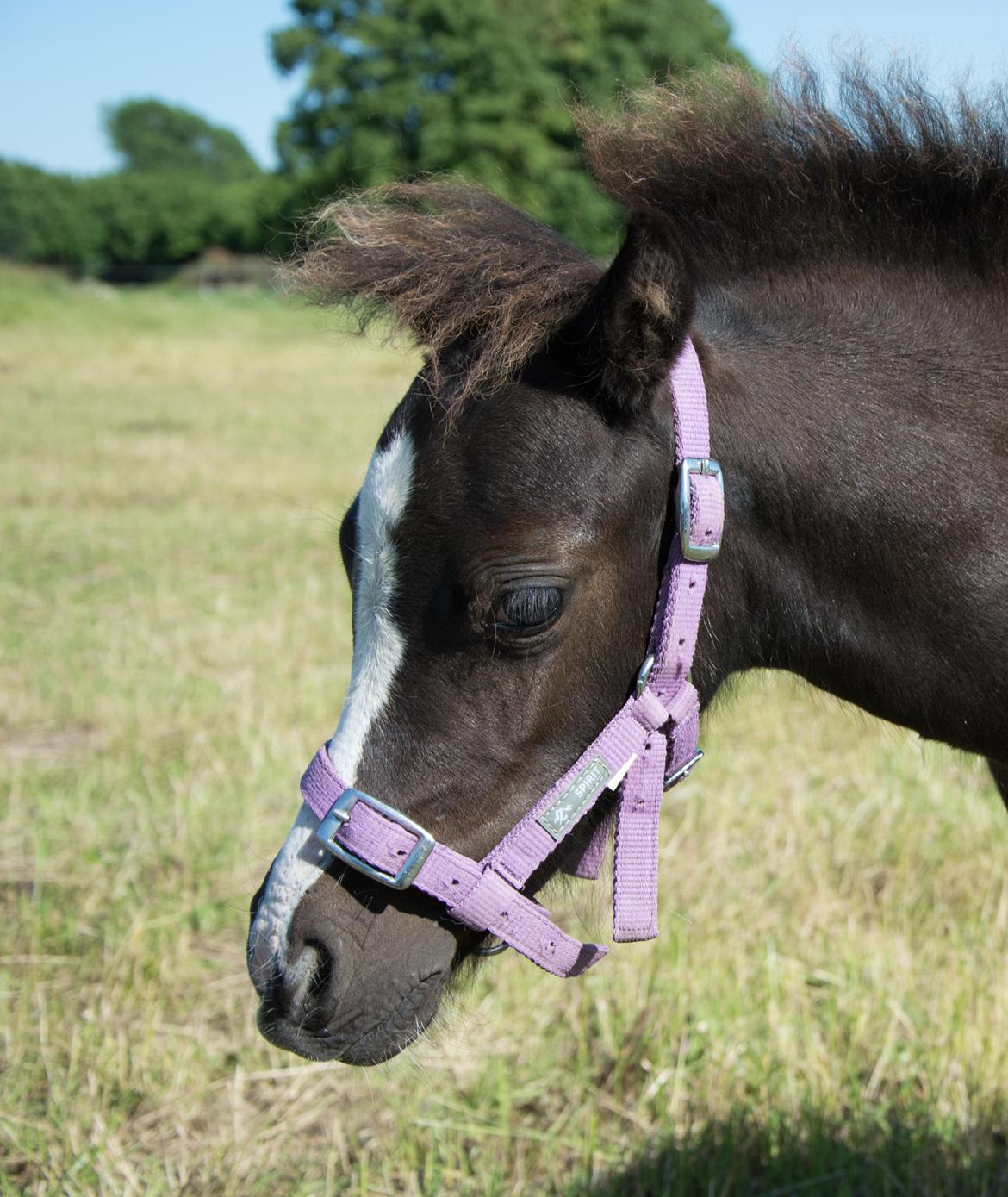 Welsh Mountain (sec A) Sunny Hill Anabell - Anabell  næsten 3 mdr.  20/7 2016 billede 12