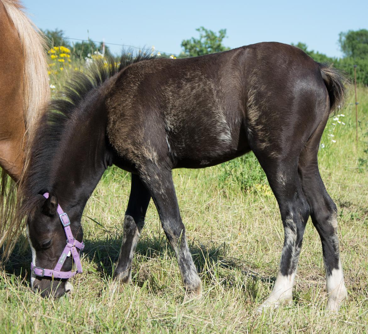 Welsh Mountain (sec A) Sunny Hill Anabell - Næsten 3 mdr  20/7 2016 billede 13