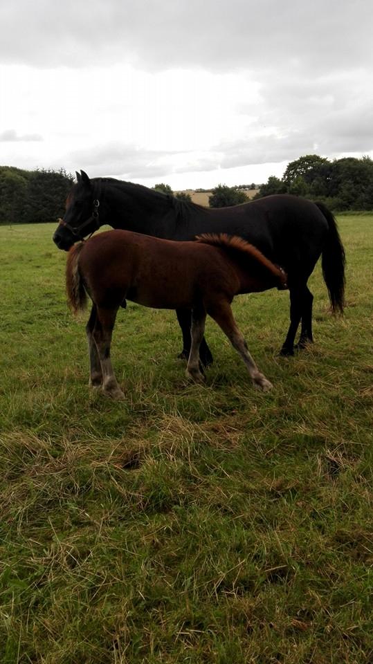 Welsh Cob (sec D) Møllegydens Brego billede 20