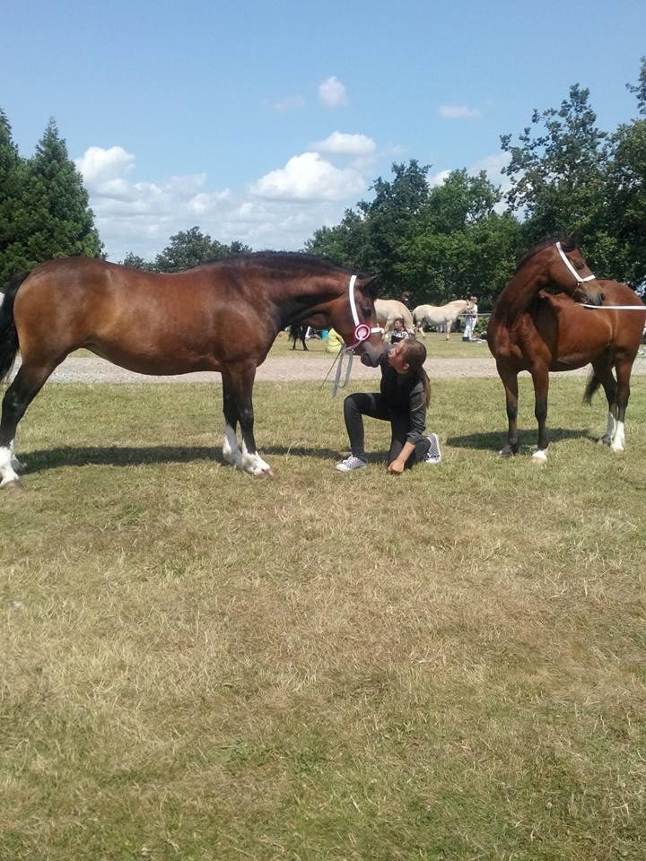 Welsh Pony af Cob-type (sec C) Gribsvads Mary billede 8