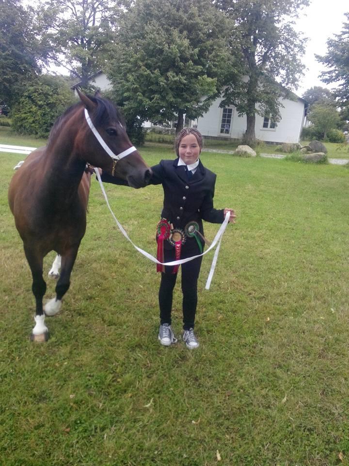 Welsh Pony af Cob-type (sec C) Gribsvads Mary billede 6