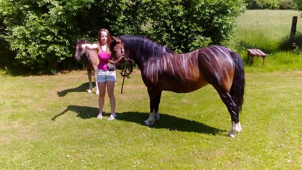 Welsh Pony af Cob-type (sec C) Gribsvads Mary billede 7