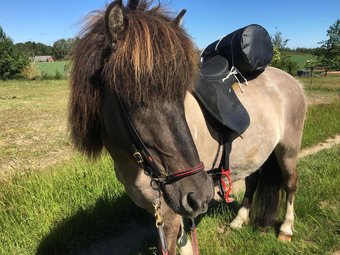 Islænder Fjandi Fra Raabyminde billede 14